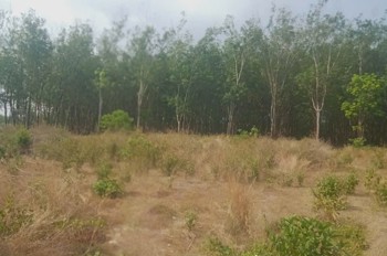 Đất Đẹp Giá Tốt – Chính Chủ Cần Bán 3 Lô Đất Liền Kề Thôn 7, Xã Long Bình, H. Phú Riềng, Bình Phước