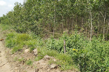 Bán Đất Nông Nghiệp Diện Tích Lớn Gần 10Ha Tại Tân Lập – Hàm Thuận Nam