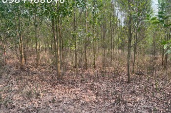 Bán Đất Vườn 8600M2 Tại Xuân Thành, Đồng Nai. Giá Chỉ 3.2 Tỷ. Lh: 0984488048