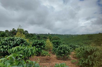 Đất Đẹp - Giá Tốt - Cần Bán Nhanh Lô Đất Nông Nghiệp Ngay Quốc Lộ 20 Tại Di Linh, Lâm Đồng