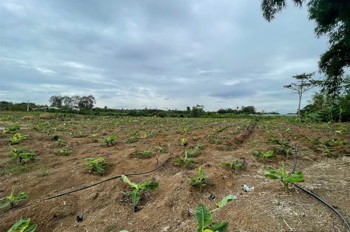 Cơ Hội Đầu Tư Siêu Hấp Dẫn - Cần Bán Gấp Đất – Giá Ngộp Hiếm Có Tại Sông Ray, Cẩm Mỹ