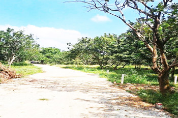 Chỉ 216Tr/m Mặt Tiền Bê Tông Gần Thcs Lê A, Kcn Long Khánh, P. Bình Lộc, Đn