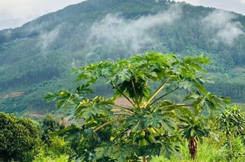 Chủ Cắt Lỗ Bán Gấp Lô Đất Đông Thanh Lâm Hà Lâm Đồng