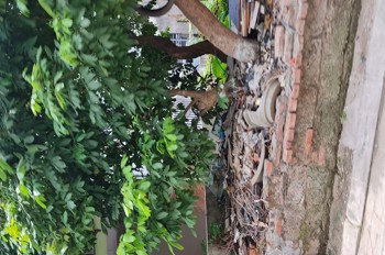 62M2 Đất Ngõ Phố Kinh Doanh Cửu Việt, Trâu Quỳ, Gia Lâm. 8 Tỷ 0Xx. Lh 0989894845