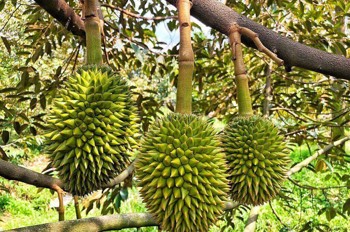 Bán Vườn Sầu Riêng Đẹp – Đang Cho Trái