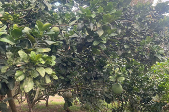 *** Bình Lộc - Thành Phố Đồng Nai**** Mảnh Vườn Đẹp Diện Tích 3,6 Sào