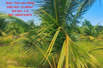 Đất Vườn Dừa Đẹp – Giá Tốt – Chính Chủ Cần Bán Tại Thị Trấn Bắc Bình, Huyện Bắc Bình, Bình Thuận