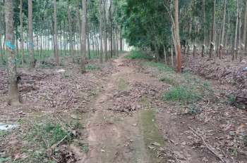 Cần Tiền Xoay Vốn Đầu Tư Nên Bán Gấp 1Ha Đất Cao Su Non Tại Xã Vĩnh Hòa, Phú Giáo, Bình Dương – Giá