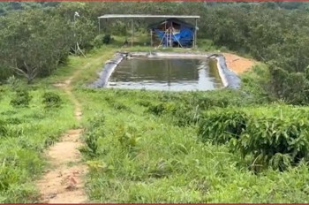Hot Hot – Chính Chủ Cần Bán 7Ha Đất Rẫy X. Đắk Gằn, H. Đắk Mil, T. Đắk Nông