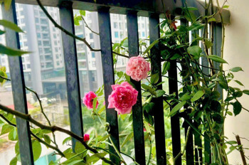 Bán Gấp Giá Rẻ Chung Cư Trần Thủ Độ 83M, Tầng 9, Mặt Thoáng 10M, 5.7 Tỷ Hoàng Mai