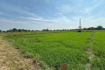 Cơ Hội Đầu Tư Giá Tốt - Chính Chủ Bán Gấp Lô Đất Trồng Lúa Xã Bình Thành, Đức Huệ, Long An