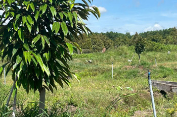 Chính Chủ Bán 7.000M² Đất Nhà Vườn Gần Kcn Phước Đông – Mặt Tiền 54M - Huyện Gò Dầu, Tây Ninh - Giá