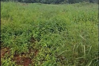 Hot Hot Đầu Tư Sinh Lời– Chính Chủ Cần Bán Đất Tại Xã Đăk Buk So, Huyện Tuy Đức, Tỉnh Đăk Nông