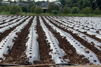 Chính Chủ Bán 2 Lô Liền Kề Full Tiện Ích Trung Tâm Ngãi Giao-Châu Đức
